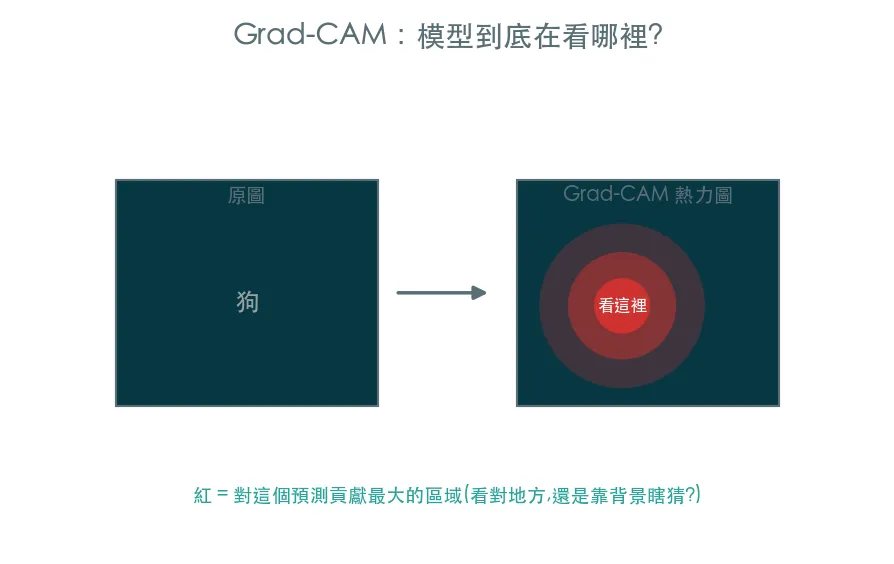 Grad-CAM · 模型到底在看哪裡 範例輸出